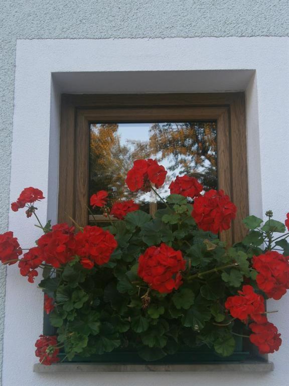 Haus Schober Appartement Windischgarsten Buitenkant foto